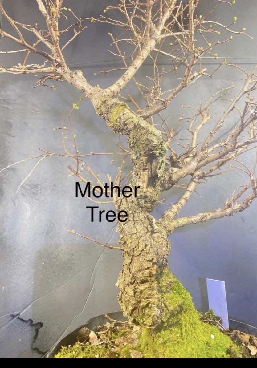 Cork Bark Elm