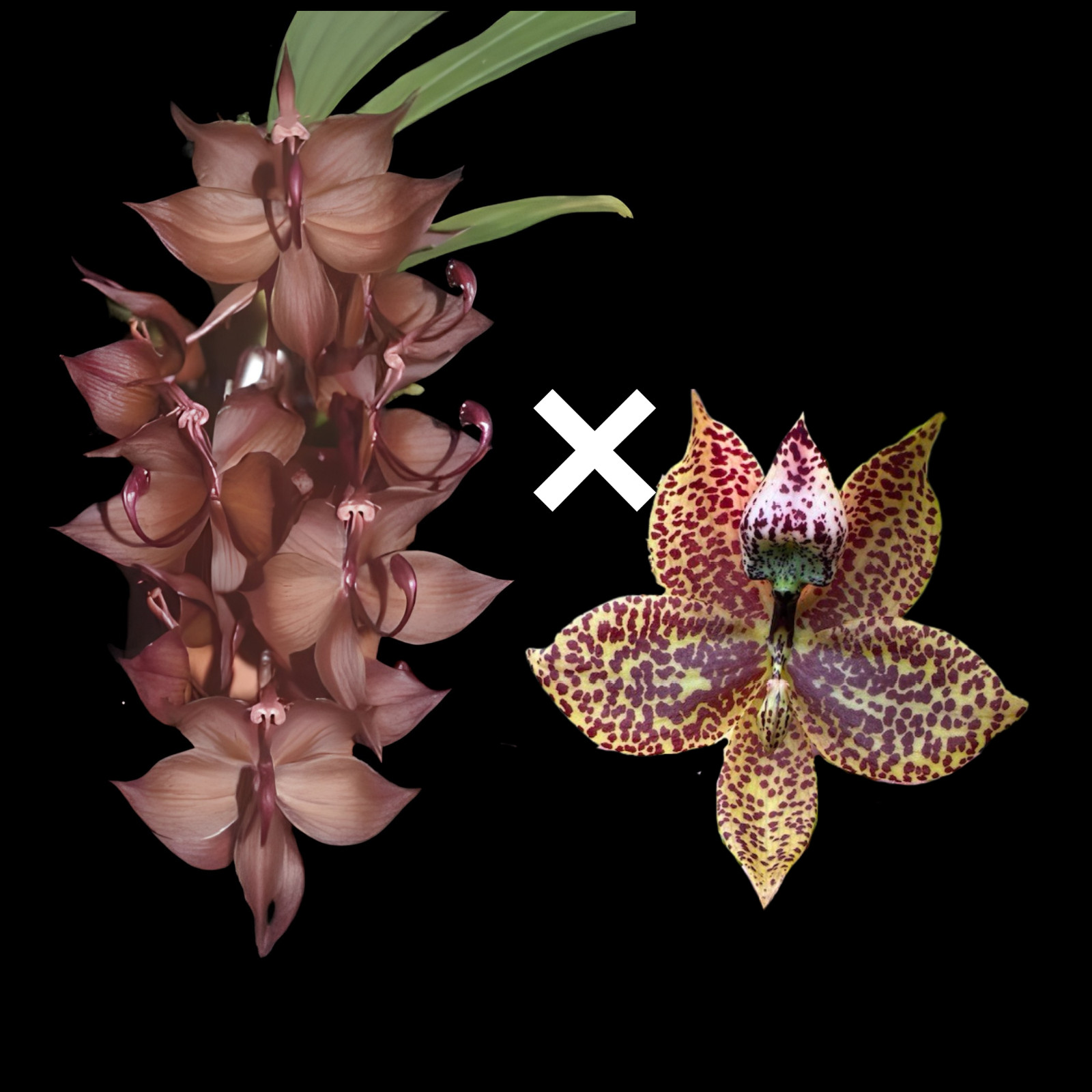 Cyc. cooperi ‘Dark Star’ x Cyc. Richard Brandon ‘Heavy Spots’ | BS not in bloom