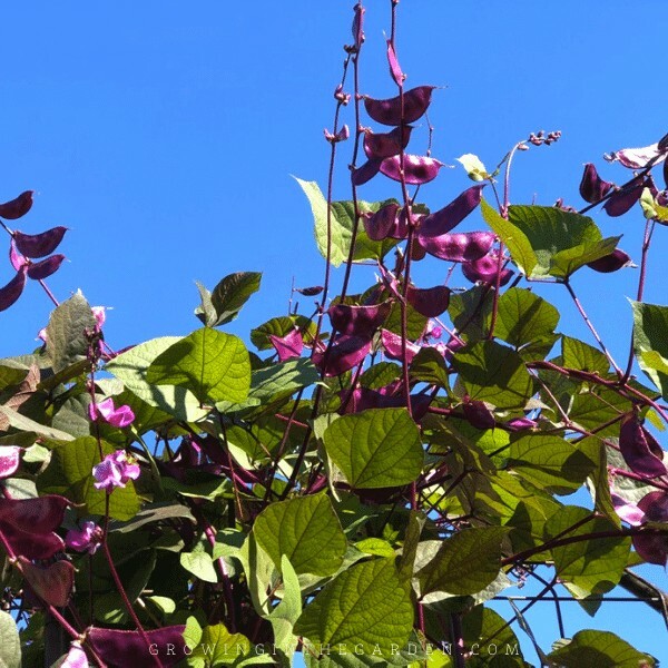 100 seeds Hyacinth Bean Seeds Heirloom Flowering Vine Purple Ship w/ tracking #