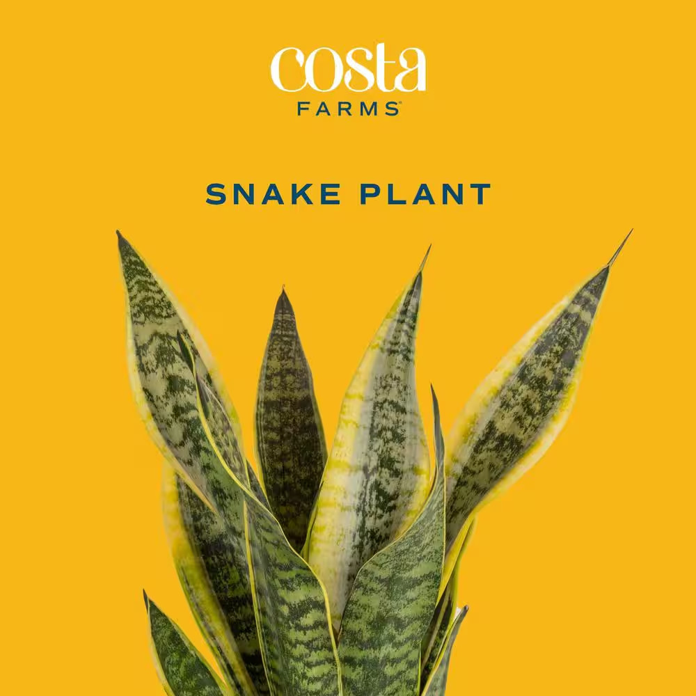 Grower’S Choice Sansevieria Indoor Snake Plant in 6 In. Grower Pot, Avg. Shippin