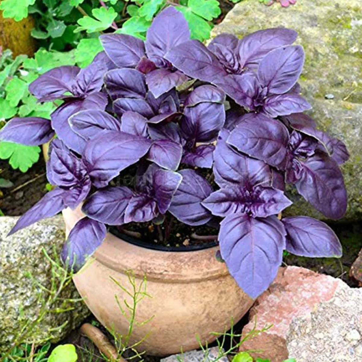 Basil Dark Opal Seeds 100 – 5000 – 10K Seeds herbs purple pesto! micro greens