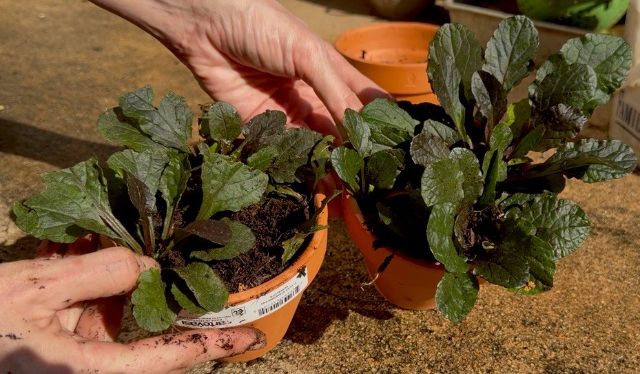 Ajuga reptans Live Plants Set Of 3 Runner Roots In Terra Cotta Pot Ready 2 Go!
