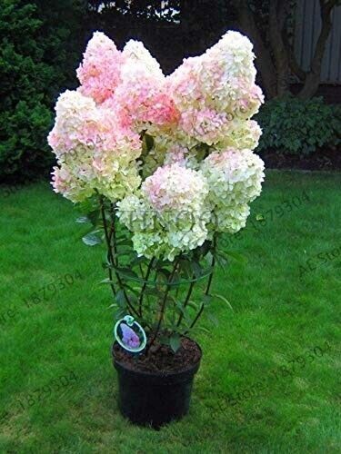12+3free fresh unrooted cuttings stunning Vanilla Strawberry Hydrangea bush tree