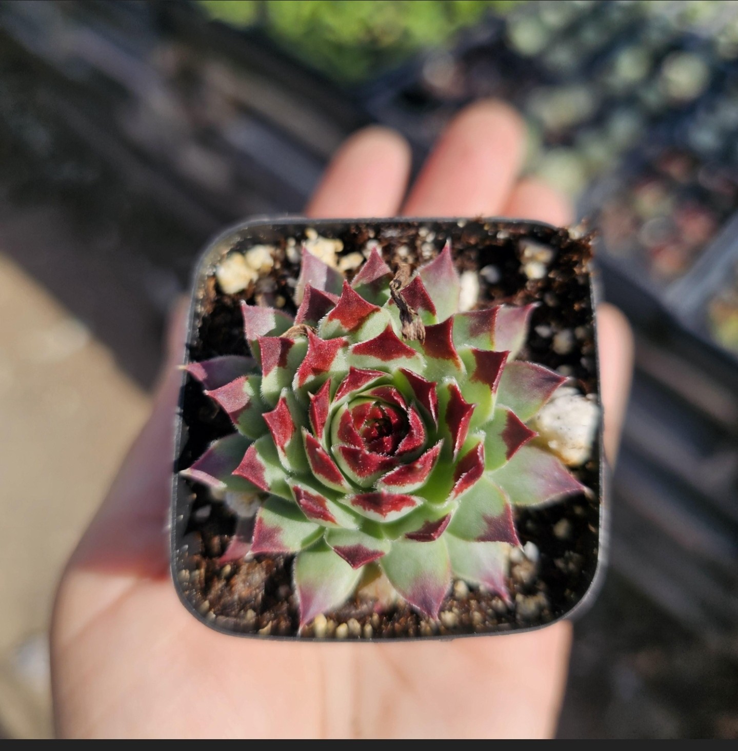 Sempervivum Wildnerness Glow | Hens and Chicks | Colorful Sempervivum | 2in pot