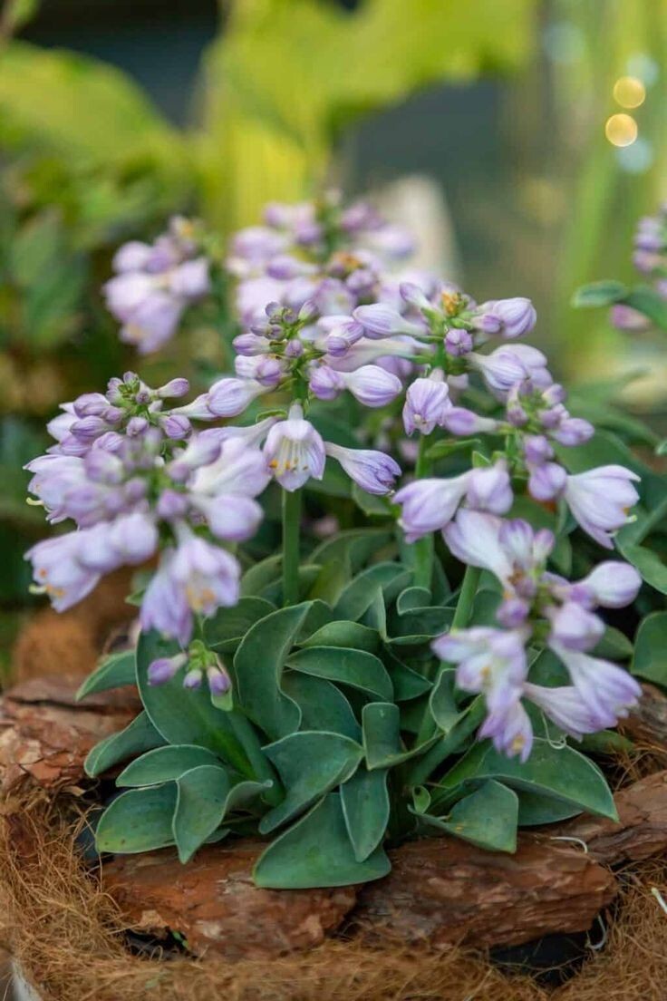 Blue Mouse Ears Hosta Live Plant 4′ in Pot