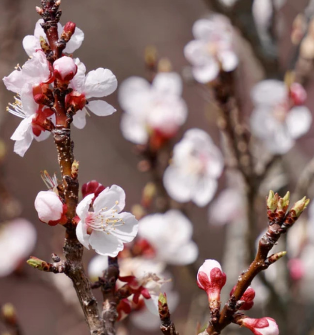 Methley Plum Tree – 2-3ft – 3Gallon – Prunus salicina – Sweet Japanese Plum Tree