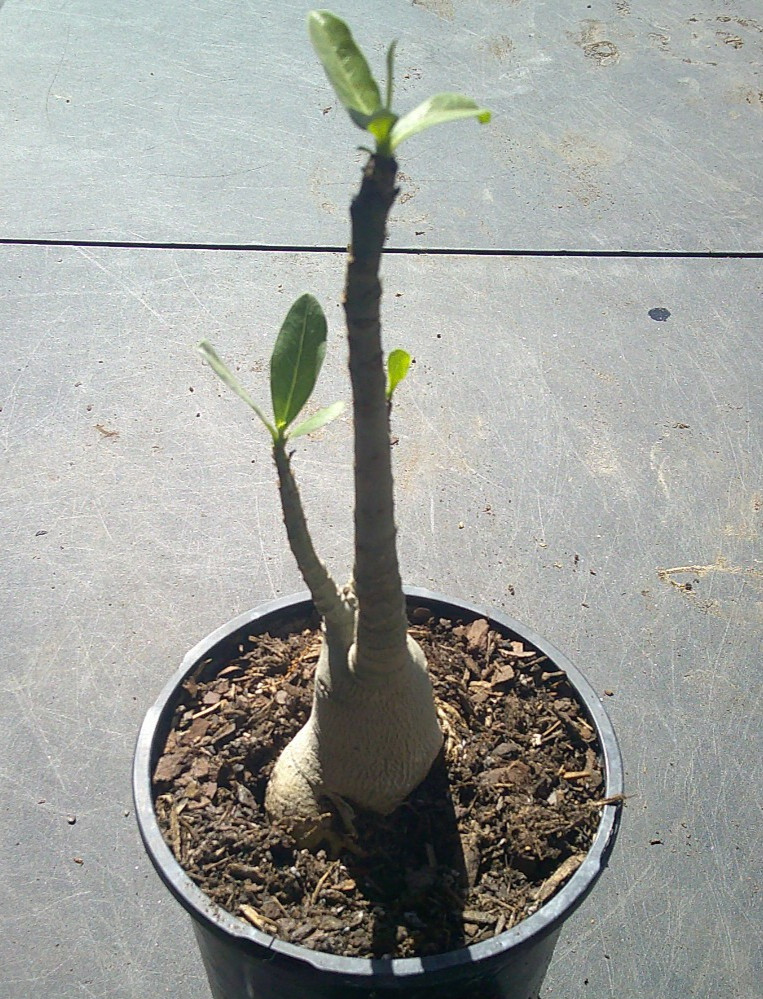Adenium ARABICUM RCN (RACHINEE) Blossom Growing Caudex Live Plant 🇺🇸🆓⛟