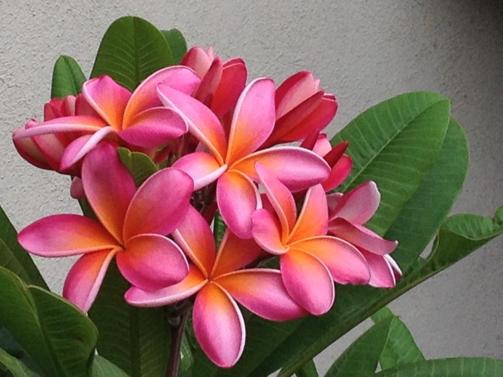 ROOTED PINK PLUMERIA PLANT WITH MULTI TIP (KANEOHE SUNSET)