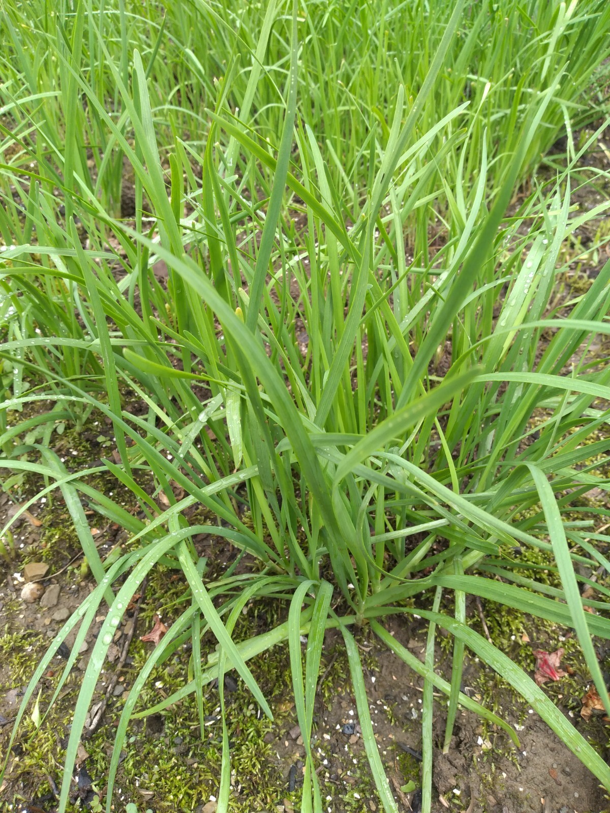 ON SALE 150+ Garlic Chive, Chinese Leek SEEDS, 韭菜种子
