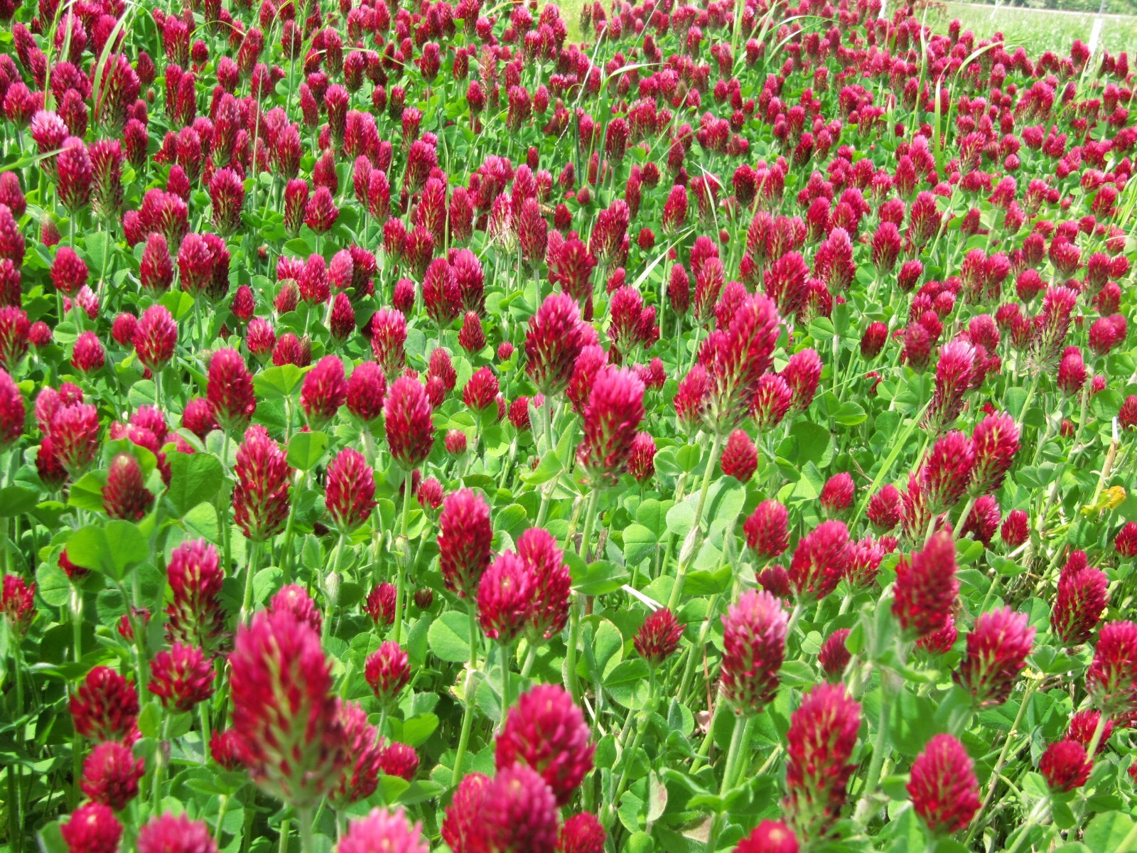 Crimson Clover Seed – NON-GMO Heirloom Inoculated Cover Crop & Food Plot