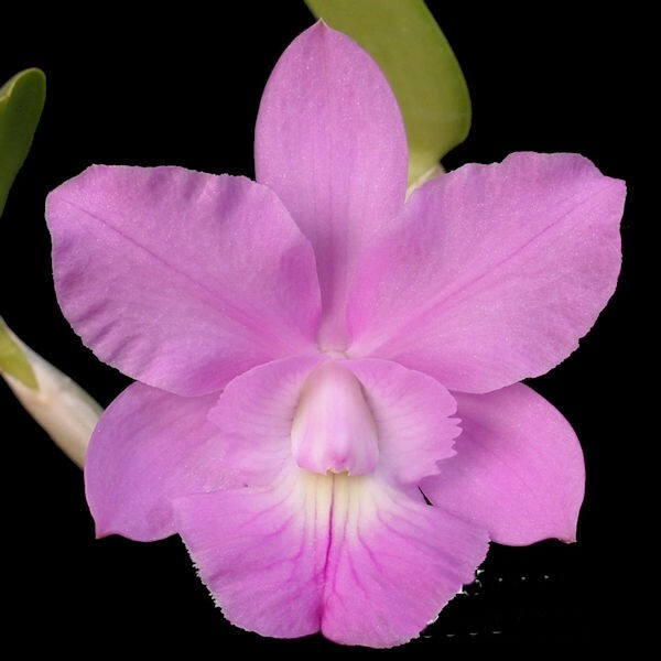 C (Snowblind x walkeriana) x Brass digbyana ‘Laura’ AM/AOS 3BB8