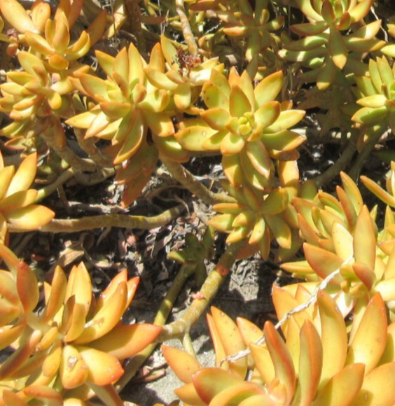 Sedum Adolphii ‘Firestorm’, 8 Cuttings 5-6″ long