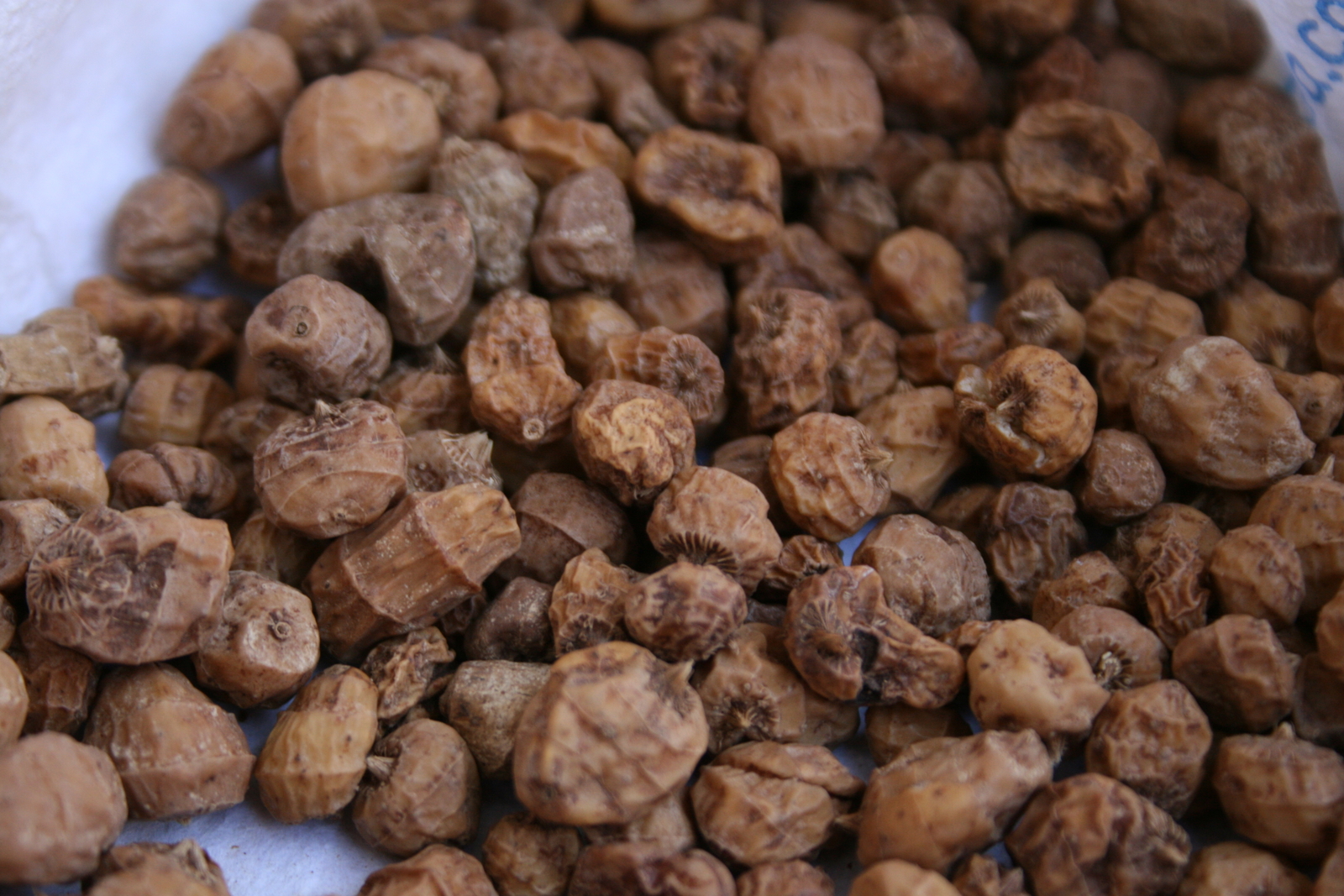 50 CYPERUS ESCULENTUS Seeds (Tiger Nut) | NON-GMO | Free shipping | Perennial