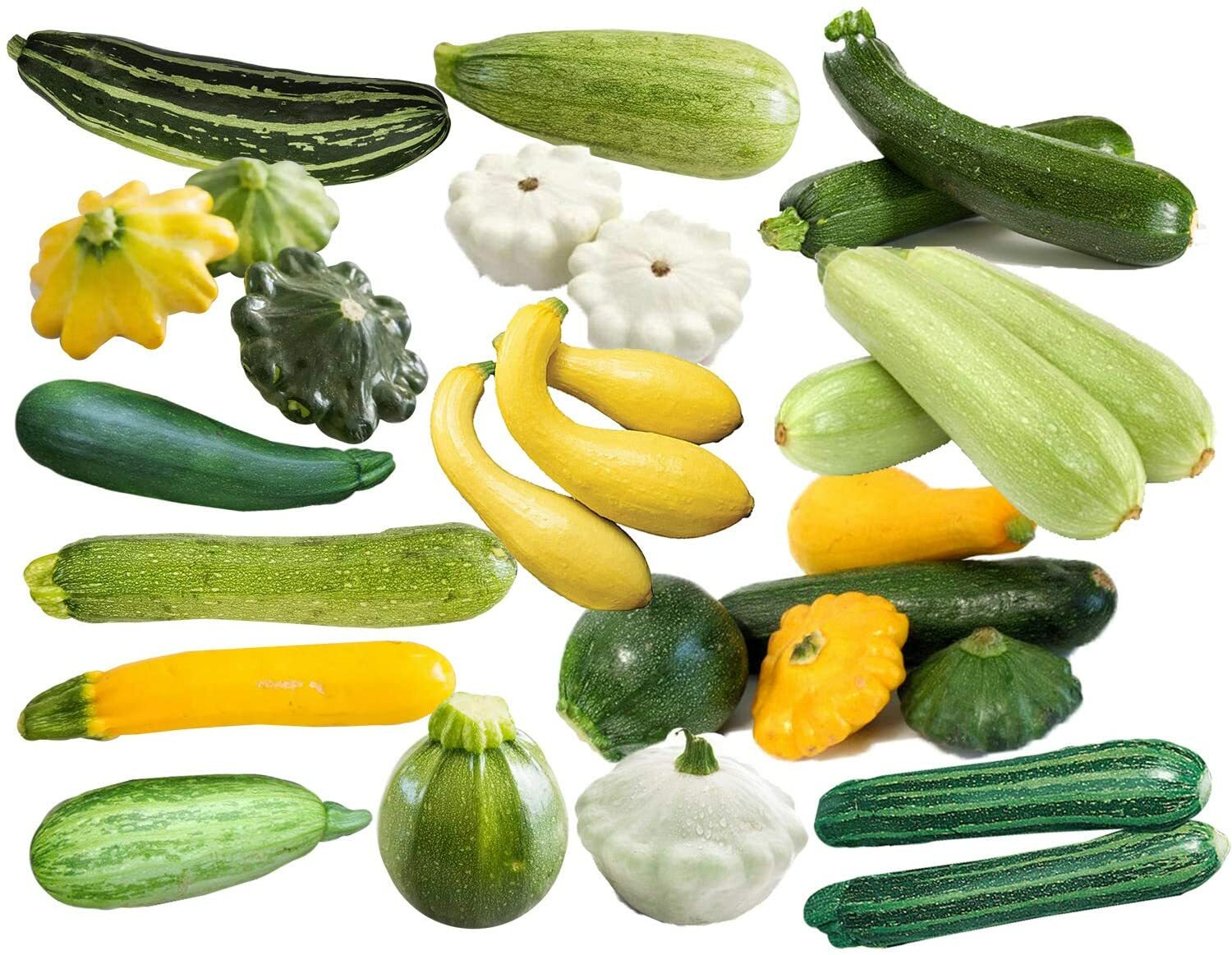 Cocozelle or Grey or Yellow Zucchini Summer Squash Seeds Italian Non-GMO
