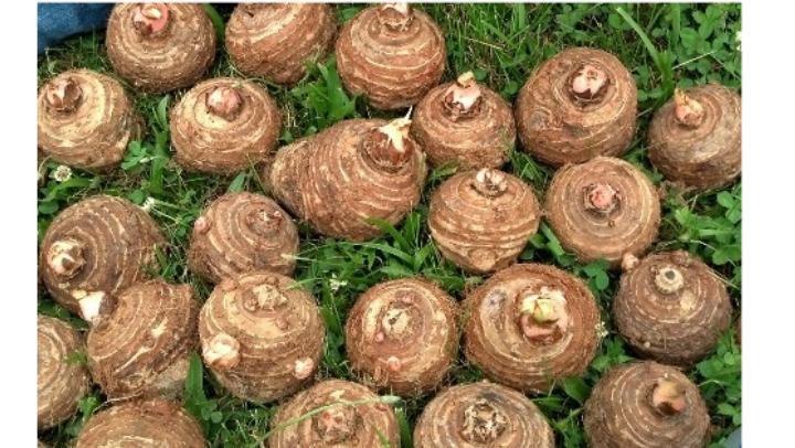 5 LIVE Colocasia Esculenta Elephant Ear Taro Gabi Kalo Eddo Bulbs READY to GROW