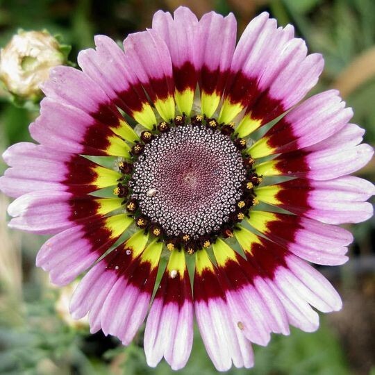 50pcs Painted Mix Daisy Flower Seeds Non GMO Heirloom Pink Indian Blanket Colors
