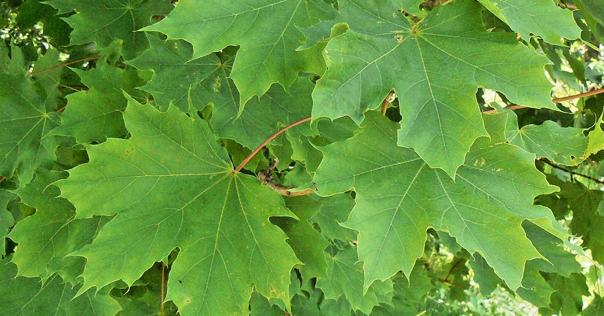 15 NORWAY MAPLE SEEDS – Acer platanoides