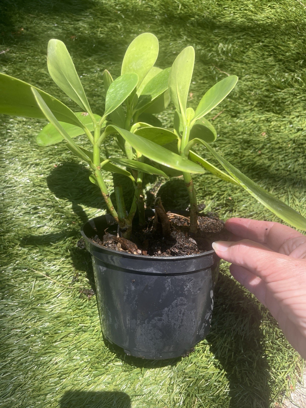 Clusia – Princess’ (Autograph Tree) – Well Rooted Plant In 6 Inch Pot
