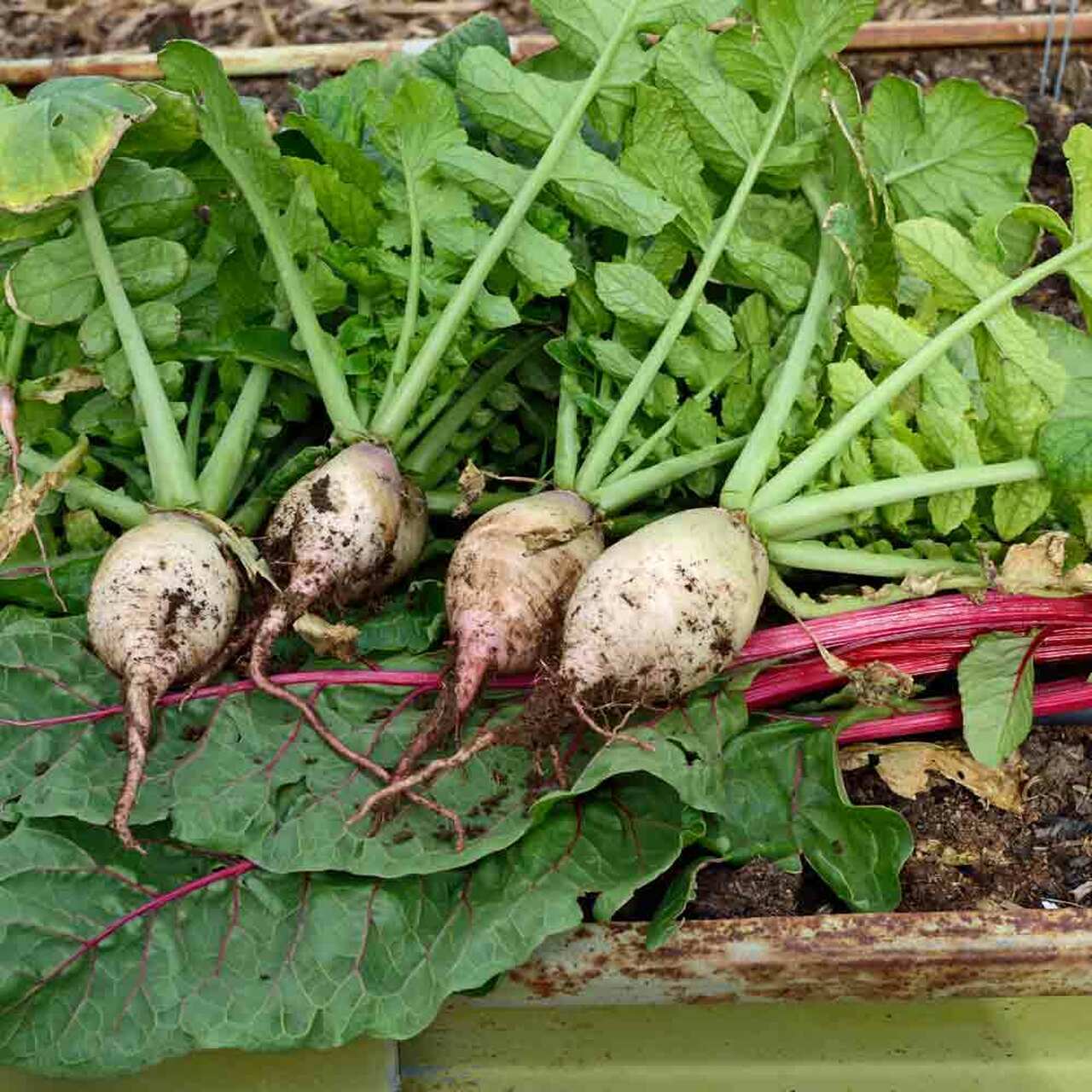 Seven Top Turnip Seeds 1000+ Vegetable Garden NON-GMO HEIRLOOM USA FREE SHIPPING