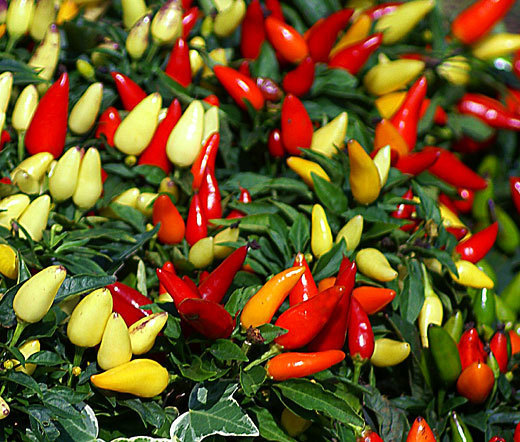 CHILI PEPPER ORNAMENTAL PRAIRIE FIRE Capsicum Annuum – 100 Bulk Seeds