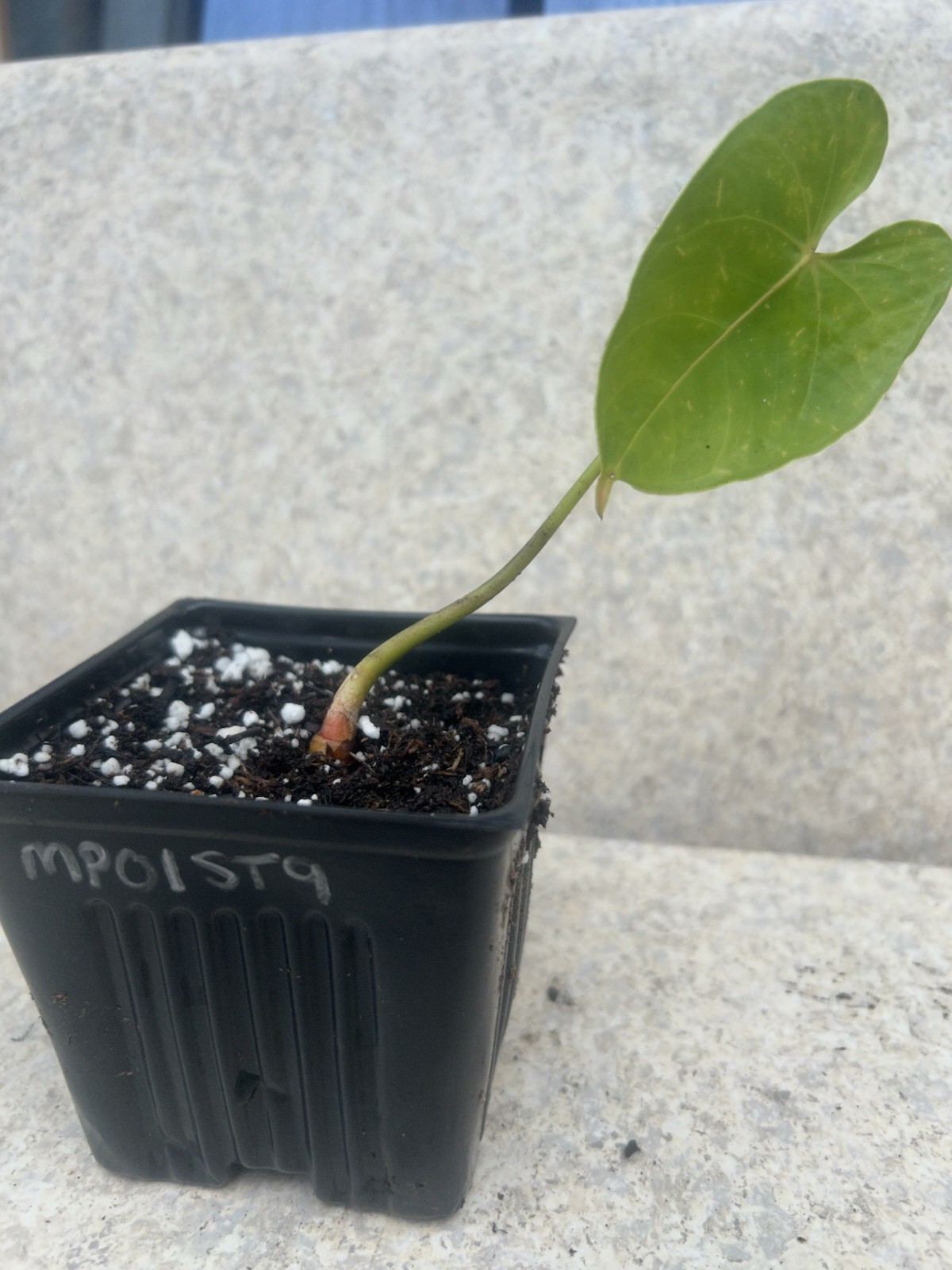 Anthurium Bright Red Tropical Potted Seedling Green Broadleaf Indoor Medium Sun