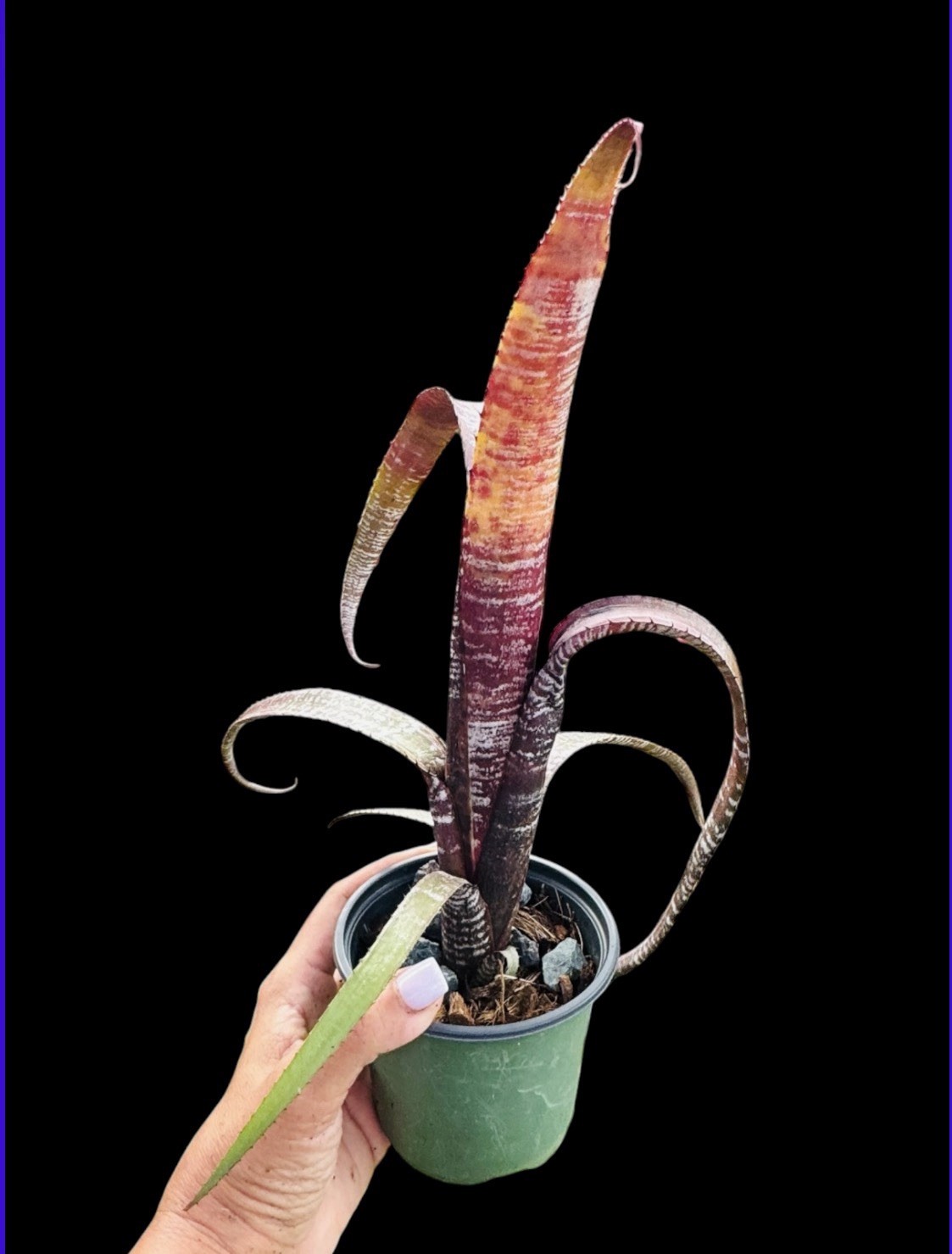 🌺🔥 Aechmea nudicaulis ‘Rafa’ – Rare Collector Bromeliad – Stunning Plant