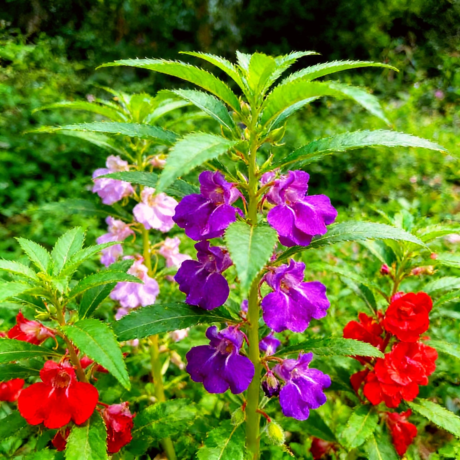CarpetC 300+ Balsam Seeds for Planting, Shade-Loving Annual with Long Blooms,…