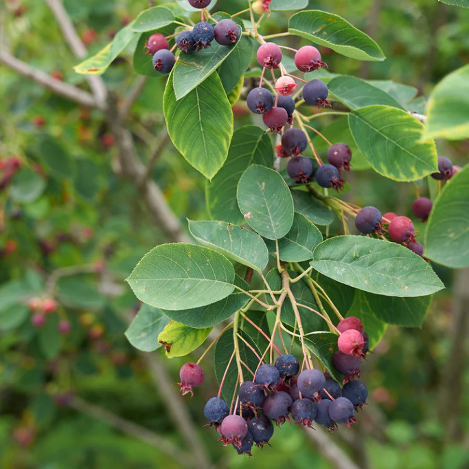 Canadian Serviceberry Plant – 1-2ft Tall – Native Fruiting Tree for Wildlife