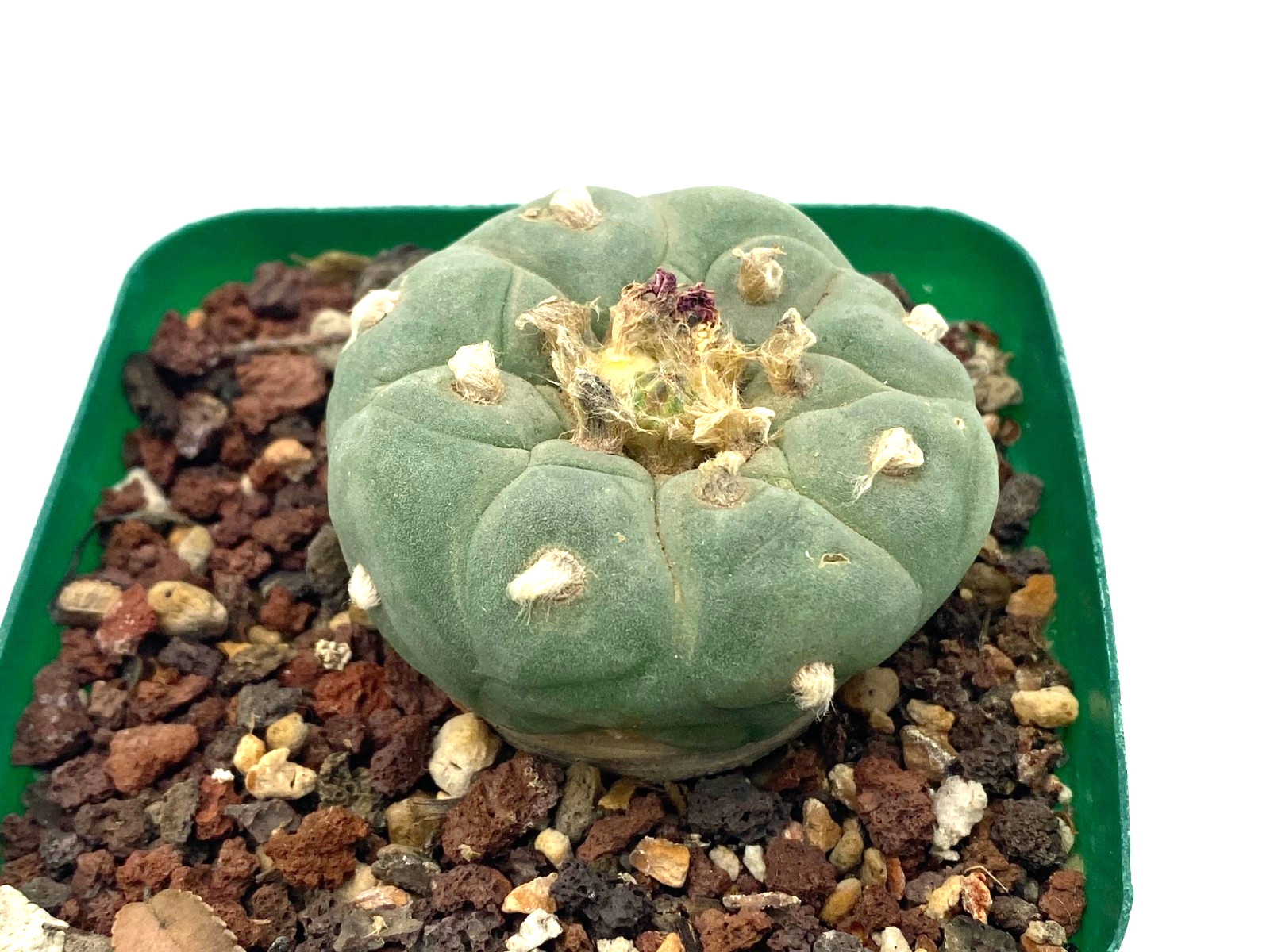 Ariocarpus LF Seed Grown 1.8 Inches Wide Not Astrophytum Aztekium