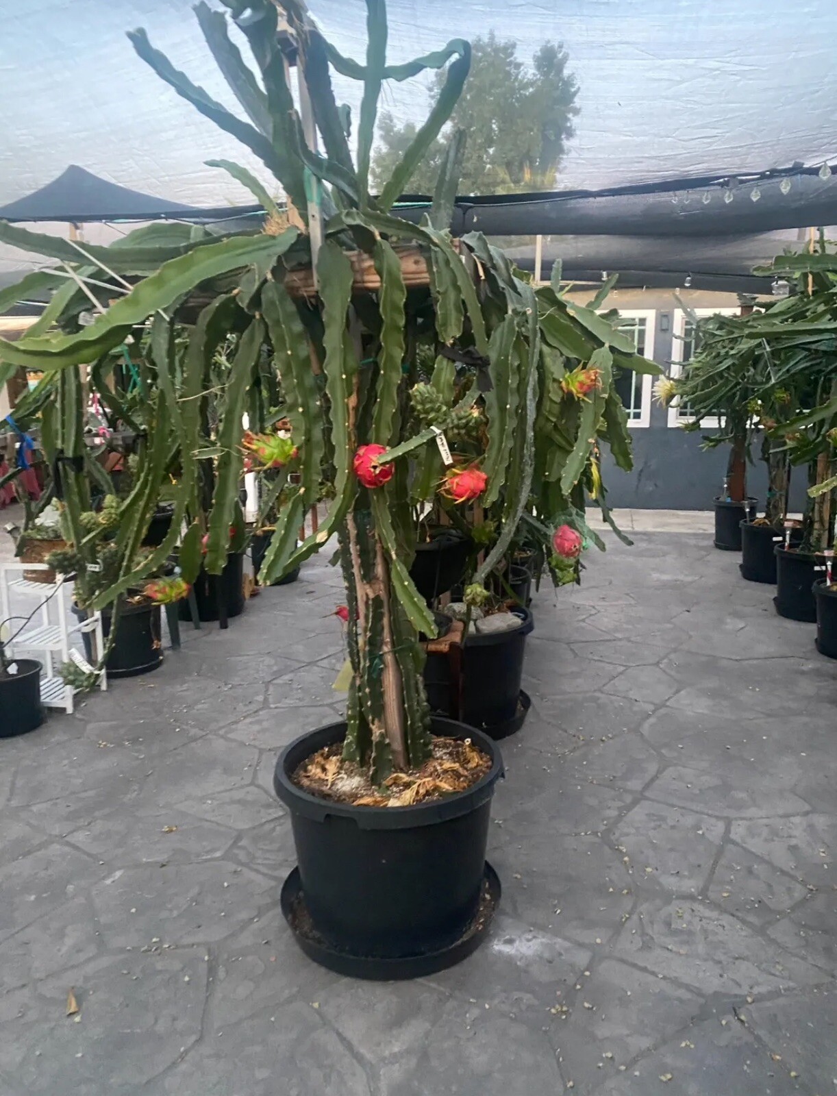 3 DRAGON FRUIT CUTTING 8-12 Inches Asunta 2 ,Asunta4 And Asunta 5