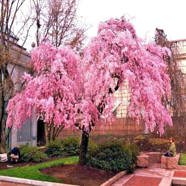 Japanese “WEEPING SAKURA” Cherry Blossom Flower Tree Seeds (pendula) Fast Hardy