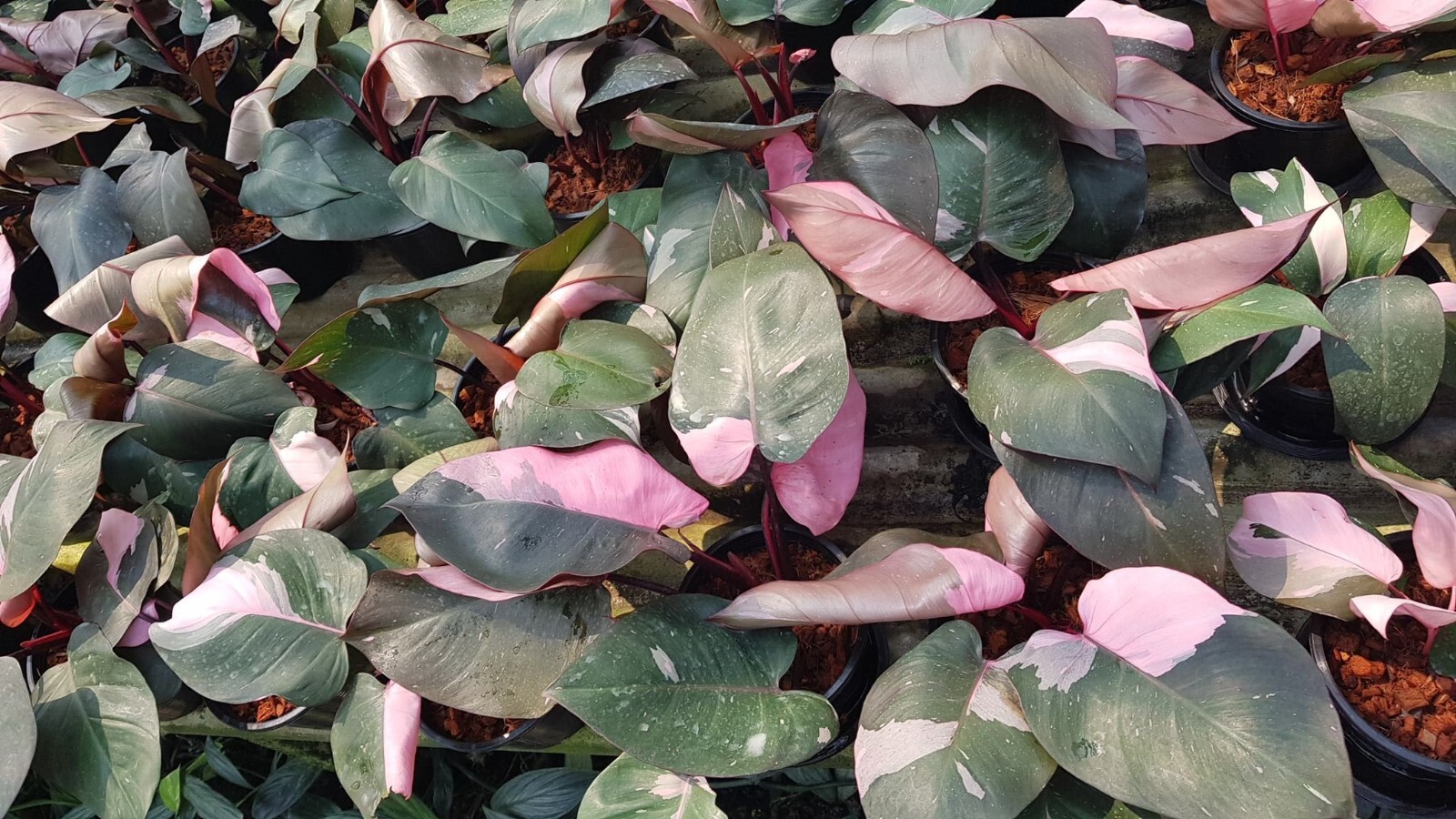 ~~PINK PRINCESS~~Variegated Philodenron SMALL Rooted Starter Plant~~VERY RARE!