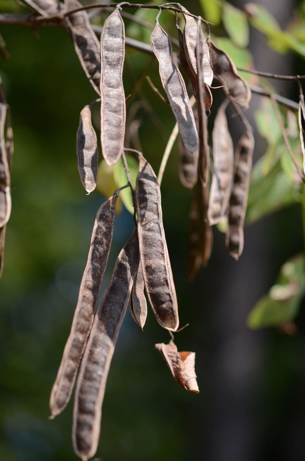 Black Locust seeds 55, Nitrogen Fixer