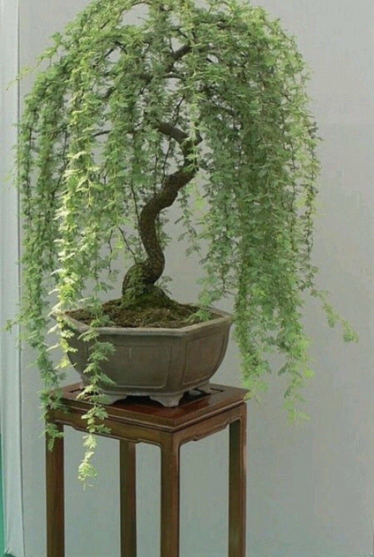 Bonsai Green Weeping Willow Tree – Thick Trunk Cutting