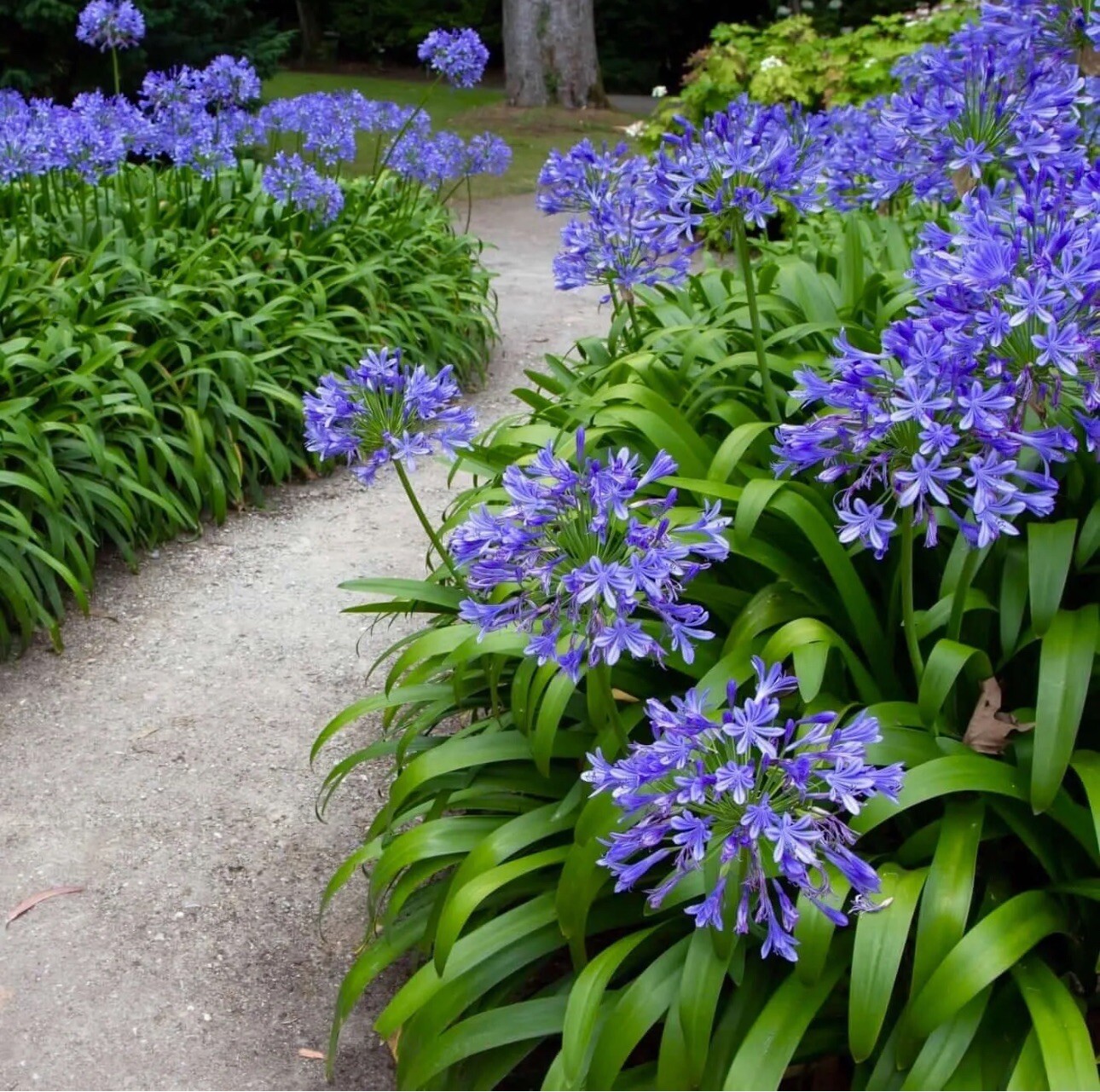 (30+) Hardy Agapanthus/Lily of the Nile Seeds-RARE & EXOTIC! Free USPS Shipping