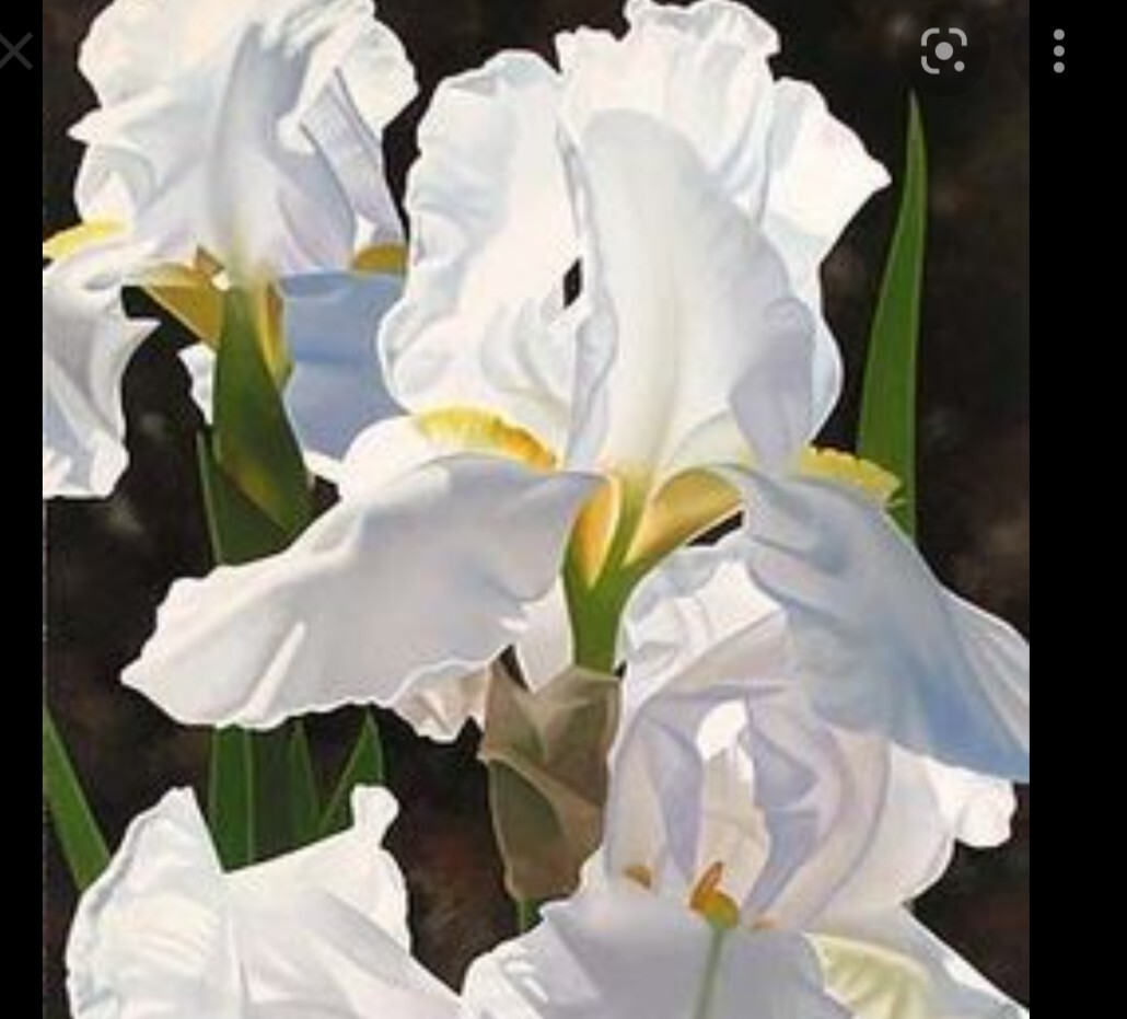 25xBearded Iris Rhizomes – Easy to Grow, FresH Mixed Colors FAST SHIPPING