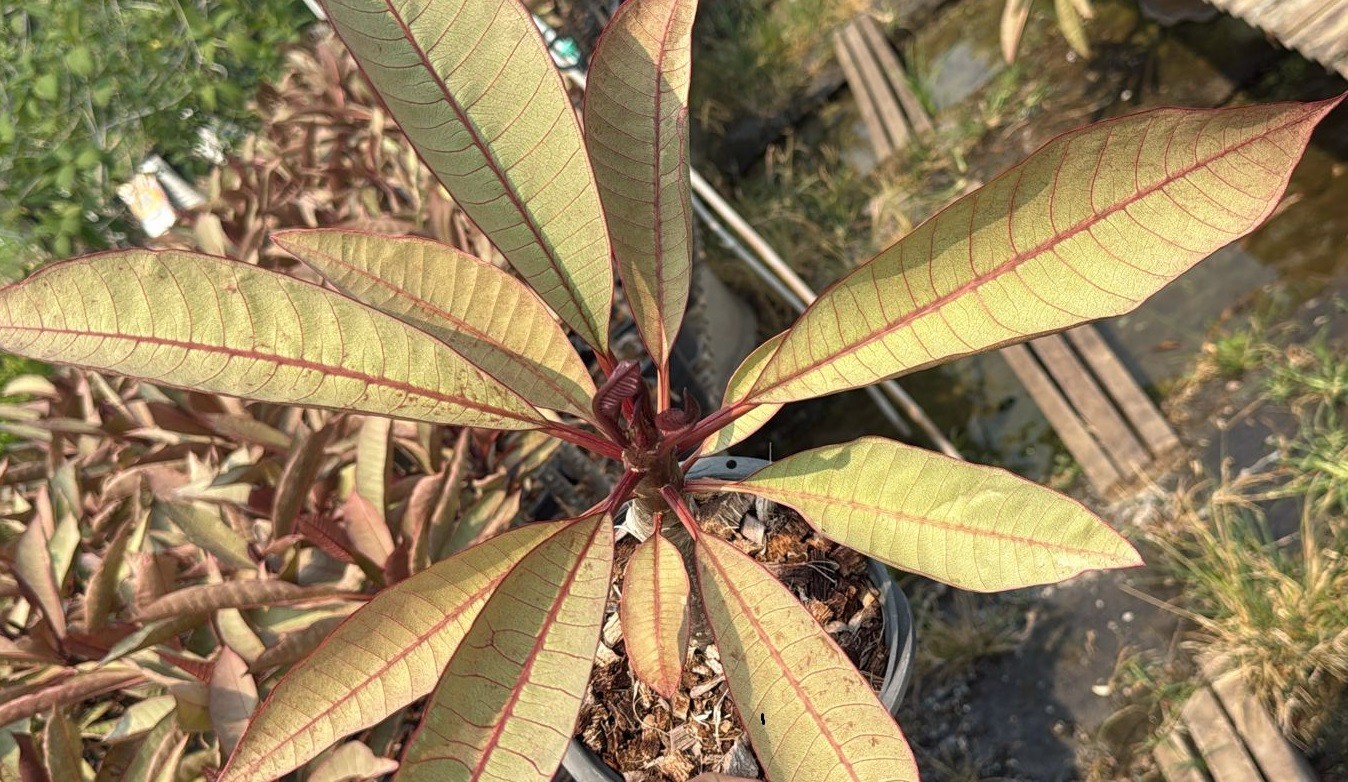 Plumeria Frangipani plant Red Copper grafted well rooted approx. 15″+