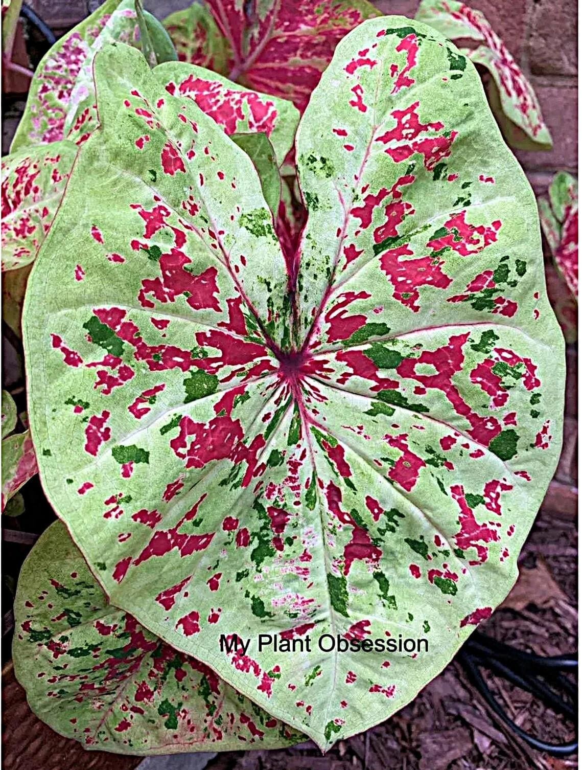 Caladium Bulb ‘Raspberry Moon’ -Size #2 (2 bulbs) – New Crop 2025 – In Stock Now