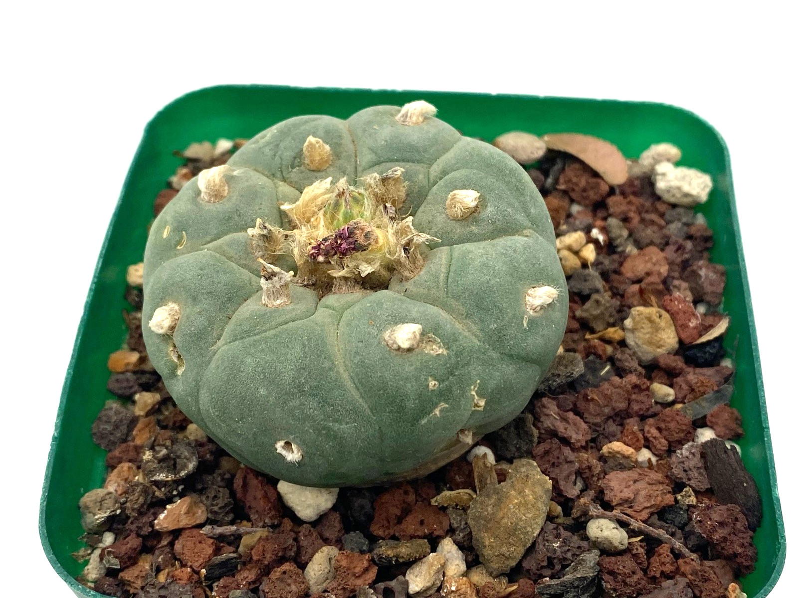 Ariocarpus LF Seed Grown 1.8 Inches Wide Not Astrophytum Aztekium
