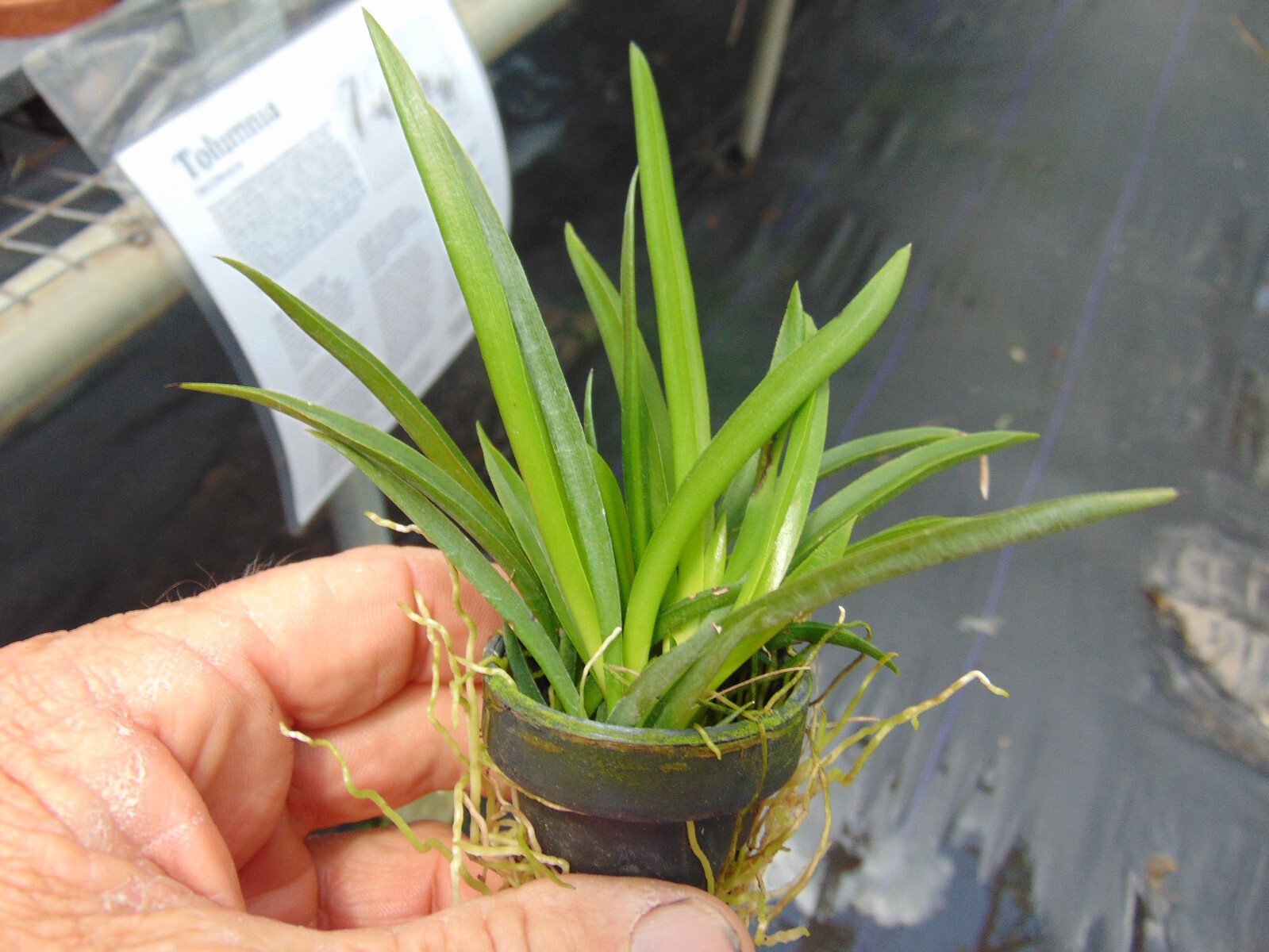 Oncidium/Tolumnia Jairak Firm ‘Pink Lady’ Bloom size 1″ basket NICE PLANT