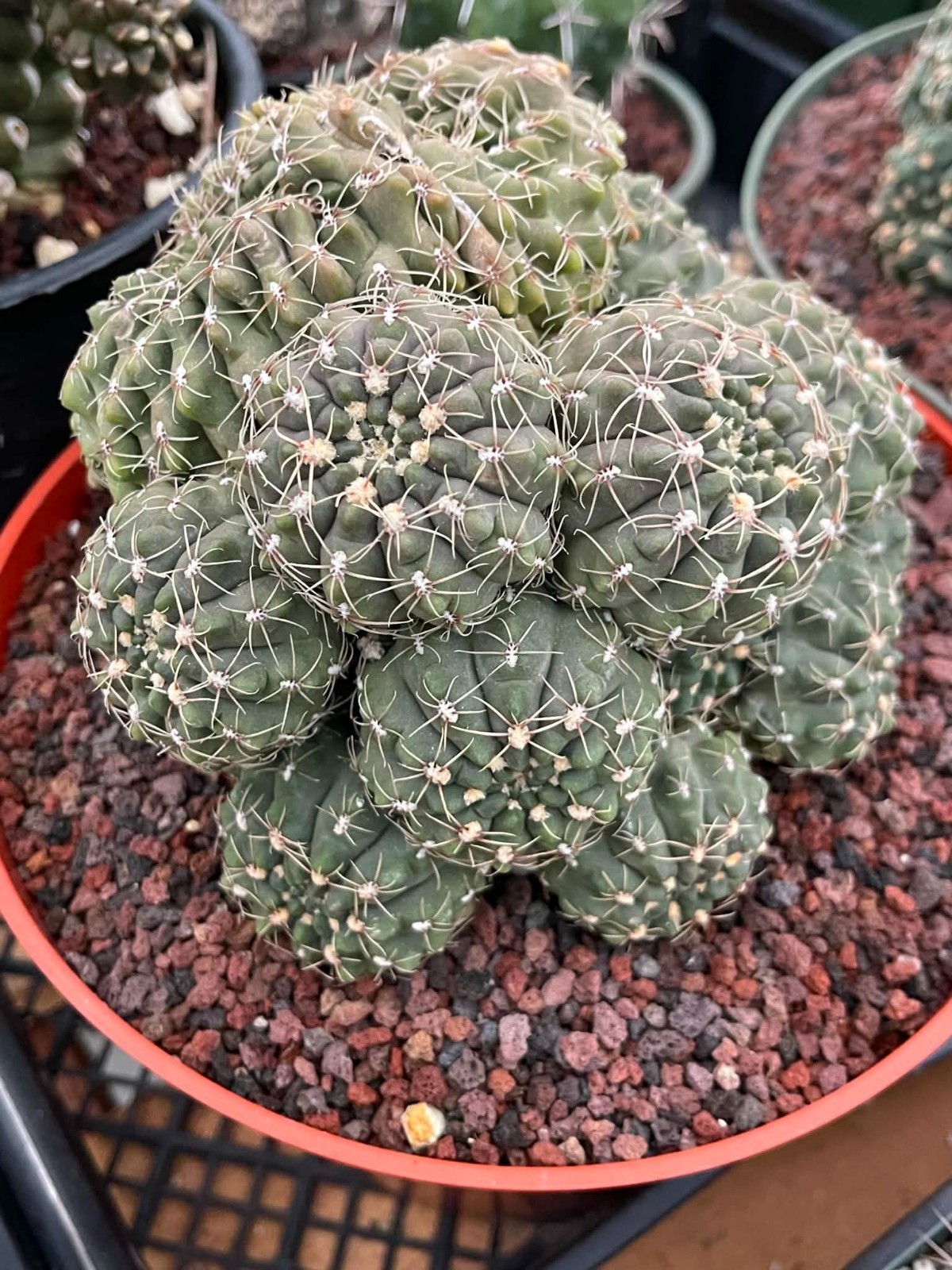 Gymnocalycium Baldianum Crested and Cluster | Live Cactus Live Plant