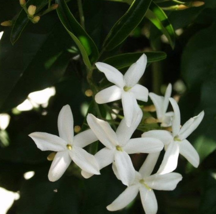 Twisted Jasmine Plant Live Jasminum Tortuosum Flower 4-6″ Tall In 2.5″ Pot