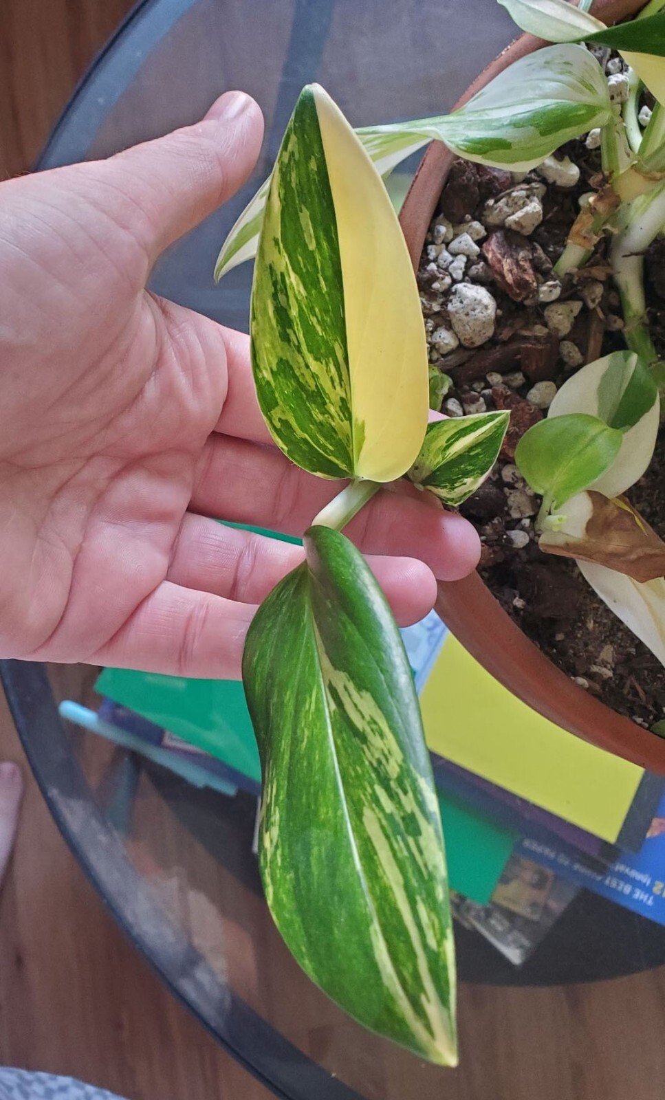 Monstera Standleyana Aurea – Fully Rooted cutting – Highly Variegated