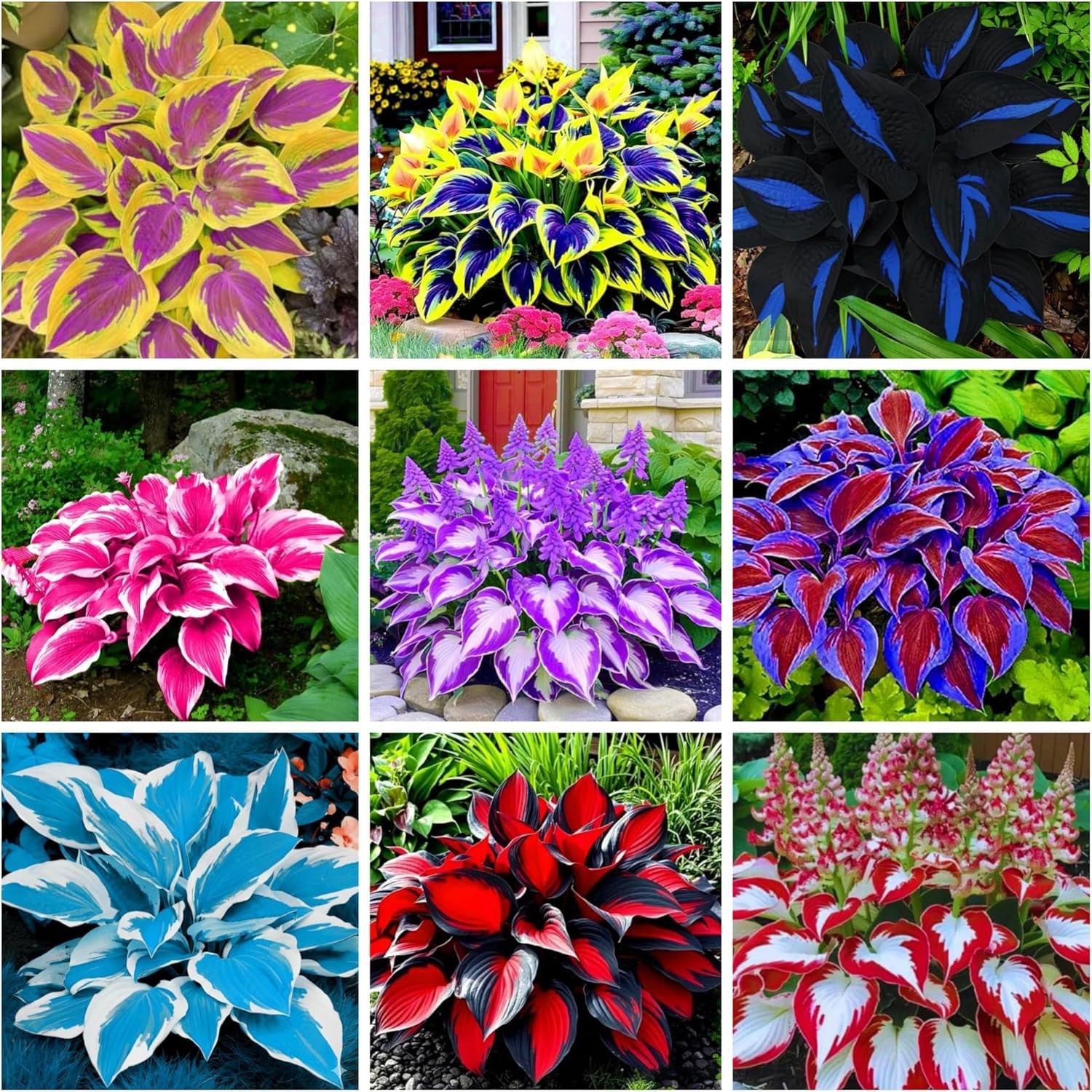 350+ Hosta Seeds Heart-Shaped Bare Roots – Rich Foliage, Heart