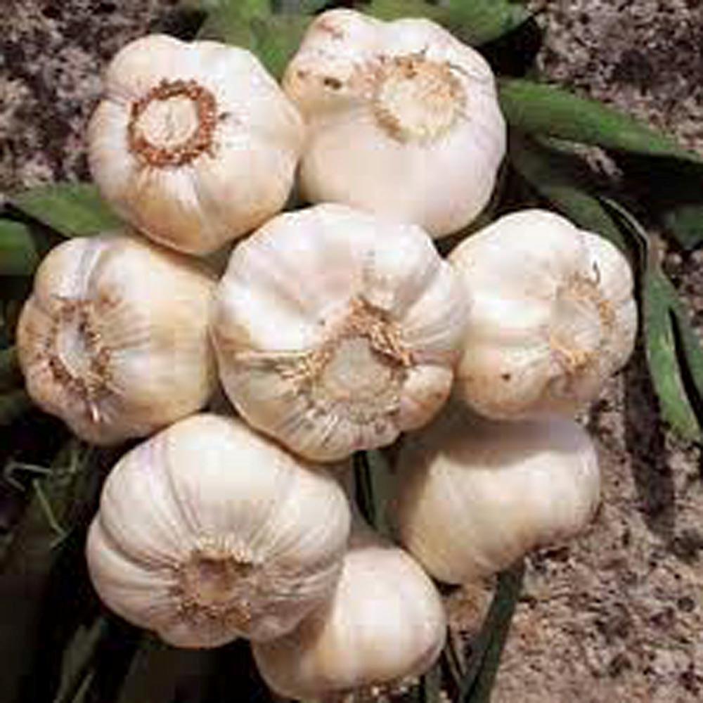 GARLIC 6 Bulbs , FRESH CALIFORNIA SOFTNECK GARLIC BULB, PLANTING & GROWING
