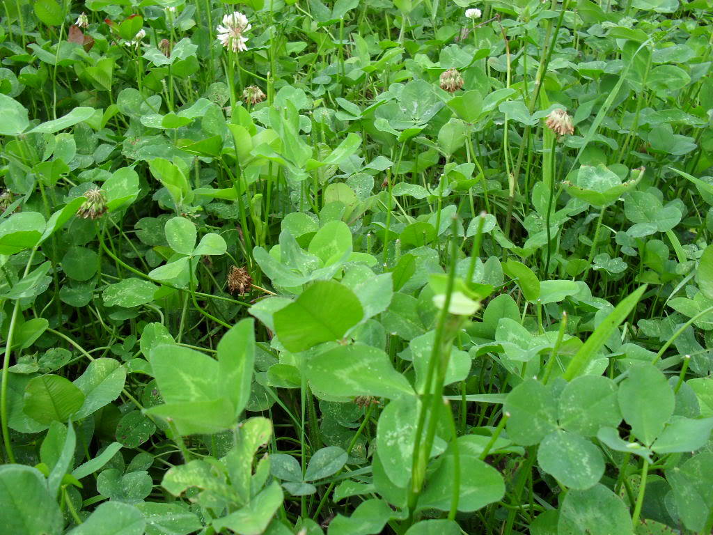 Ladino Clover Seeds -10 Lbs.
