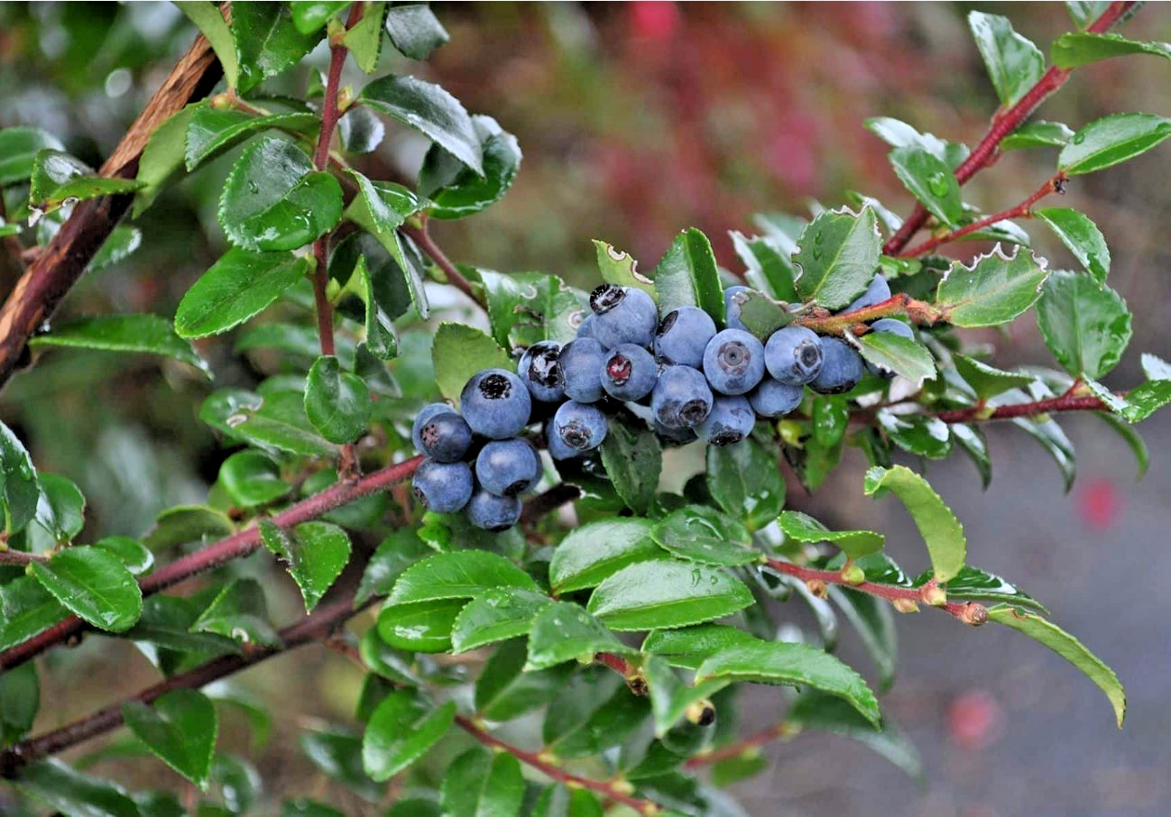 Free Shipping – Set 3 Evergreen Huckleberry Live Plants – 7-10″ Tall – No Pot