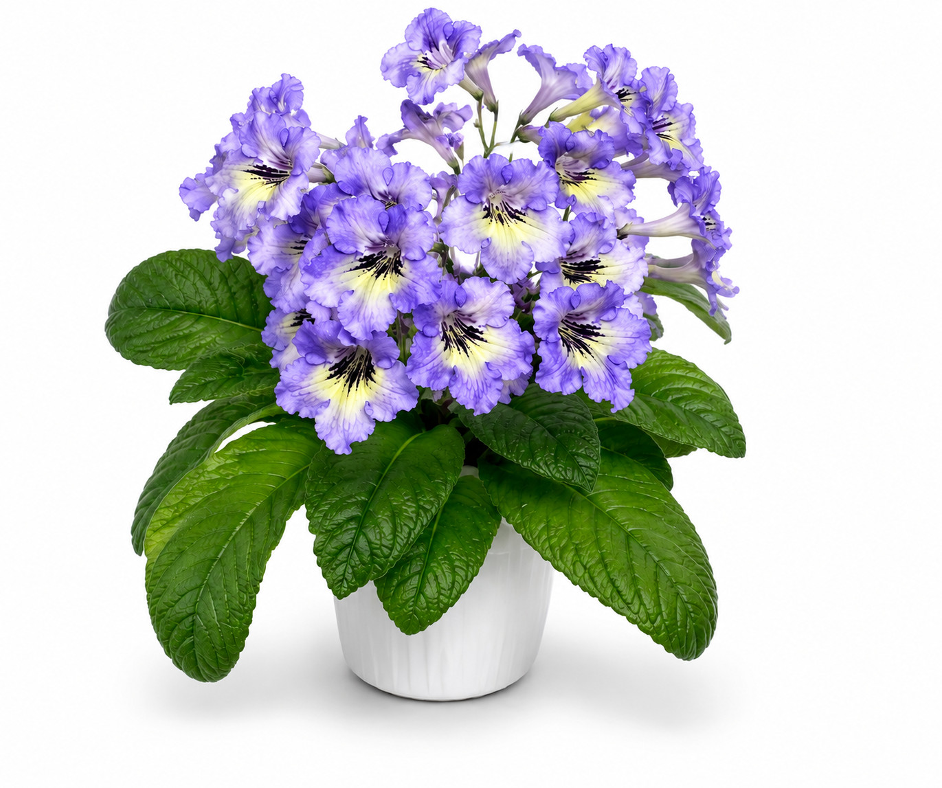 1 Streptocarpus Leaf Cutting ~ * KEIGETSU * ~