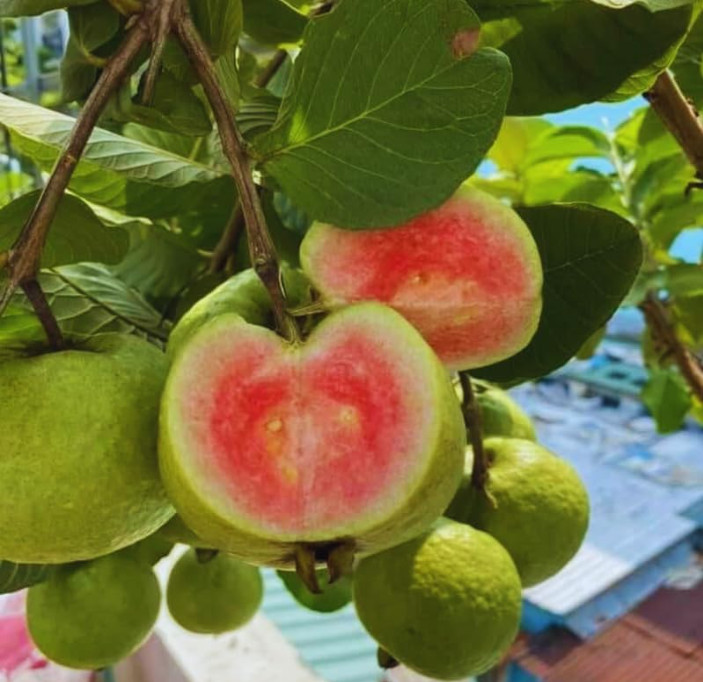 Pink Guava Plant – 4-6″ Tall – Psidium guajava – Tropical Fruit – Zones 9–11
