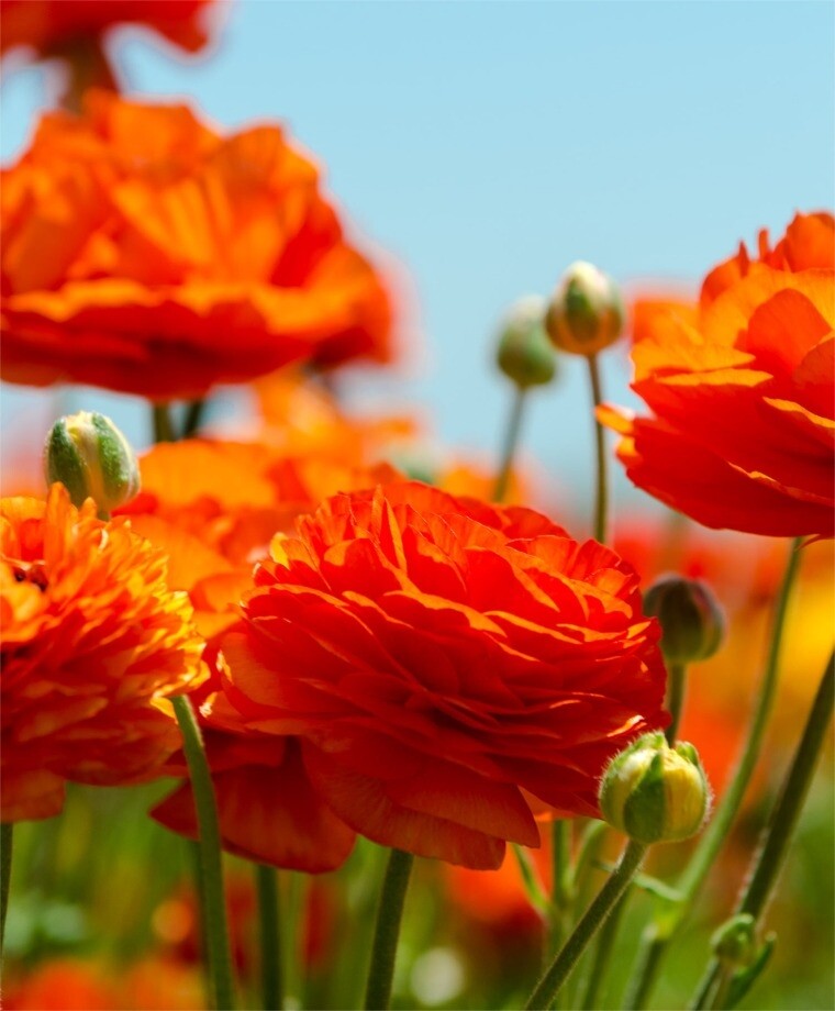 50 RANUNCULUS ORANGE SHADES BULBS